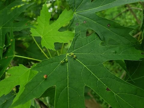Maple Bladdergall Mite This is a picture of Maple Bladdergall Mite at Kinder Farm Park in Millersville, Maryland. Geotagged,Spring,United States,Vasates quadripedes
