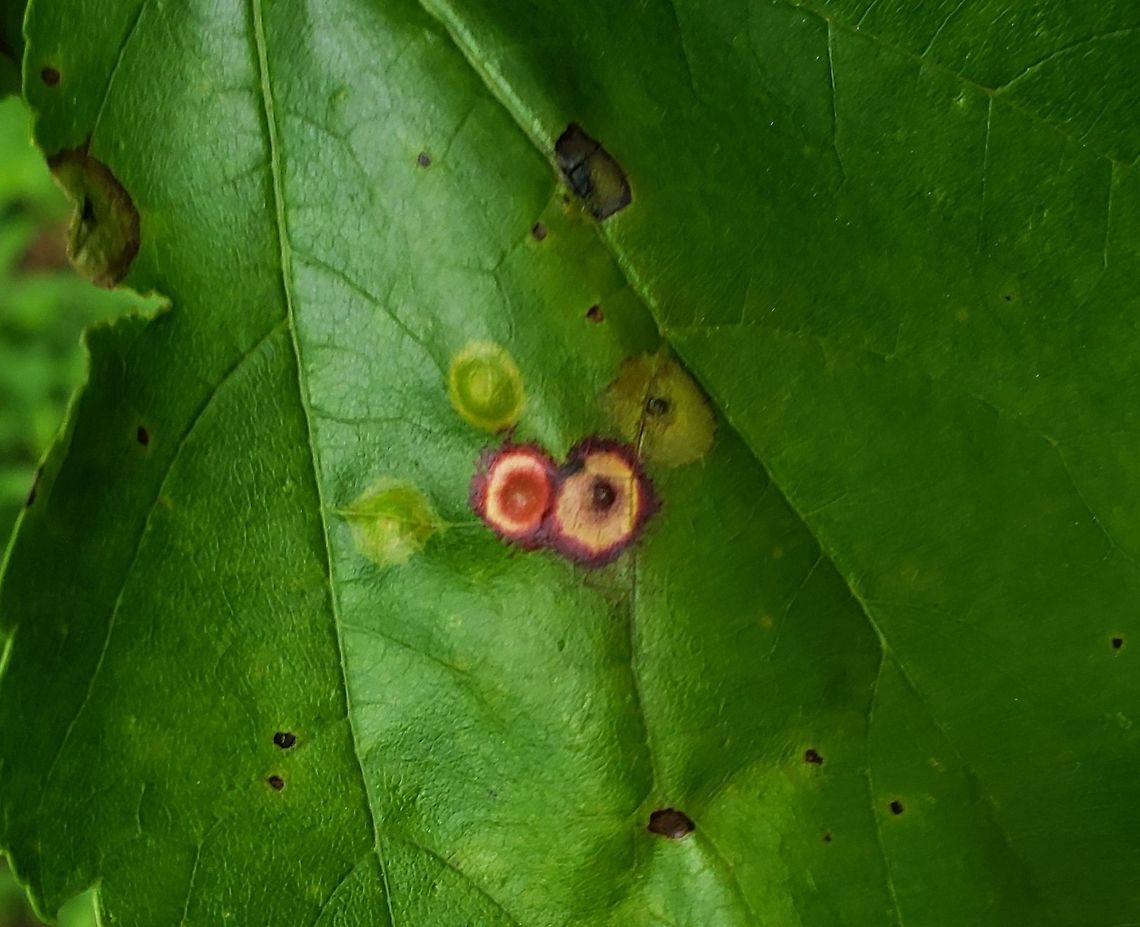Ocellate Gall Midge This is a picture of Ocellate Gall Midge at Kinder Farm Park in Millersville, Maryland. Acericecis ocellaris,Geotagged,Ocellate Gall Midge,Spring,United States