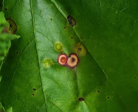 Ocellate Gall Midge This is a picture of Ocellate Gall Midge at Kinder Farm Park in Millersville, Maryland. Acericecis ocellaris,Geotagged,Ocellate Gall Midge,Spring,United States