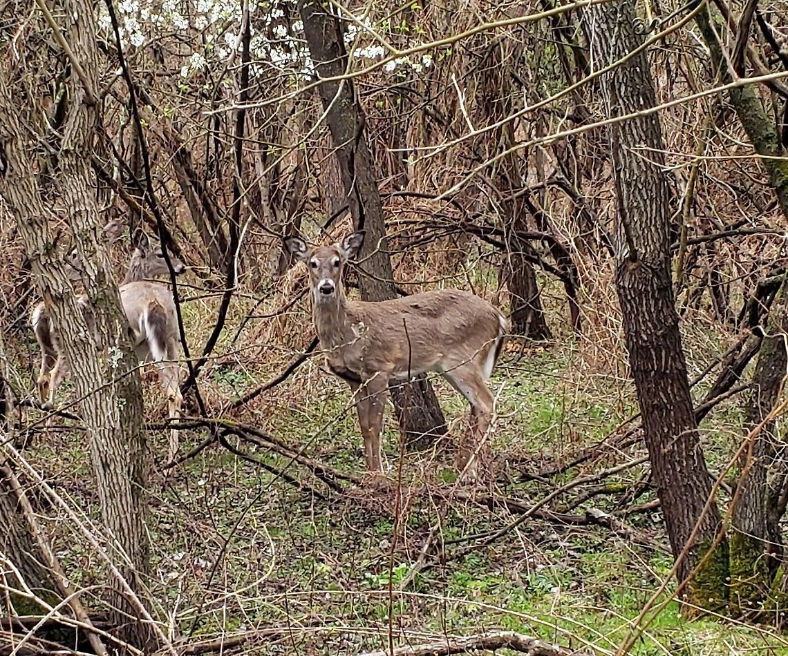 Odocoileus virginianus This is a picture of a Odocoileus virginianus at Kinder Farm Park in Millersville, Maryland. Geotagged,Odocoileus virginianus,Spring,United States,White-tailed deer