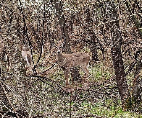 Odocoileus virginianus This is a picture of a Odocoileus virginianus at Kinder Farm Park in Millersville, Maryland. Geotagged,Odocoileus virginianus,Spring,United States,White-tailed deer