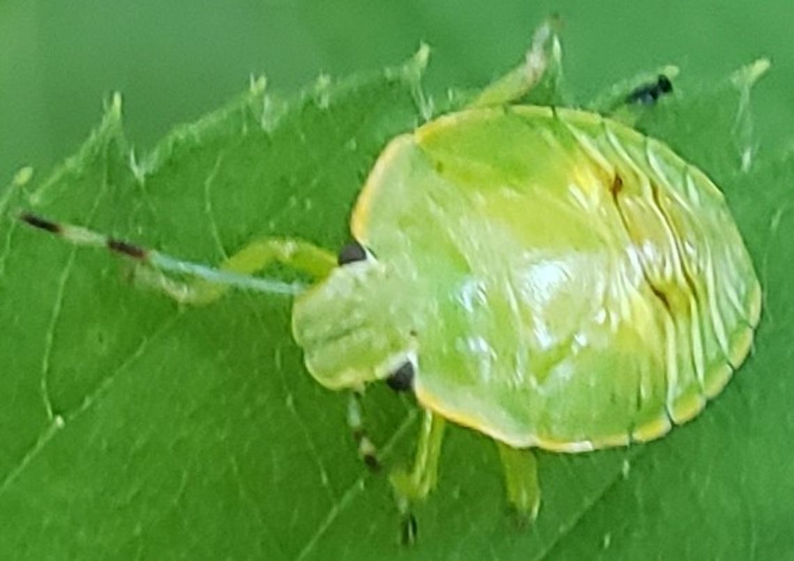 Green Stink Bug This is a picture of a Green Stink Bug at Kinder Farm Park in Millersville, Maryland. Chinavia hilaris,Geotagged,Green stink bug,Summer,United States