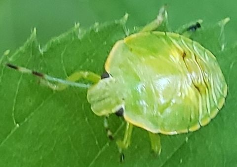 Green Stink Bug This is a picture of a Green Stink Bug at Kinder Farm Park in Millersville, Maryland. Chinavia hilaris,Geotagged,Green stink bug,Summer,United States