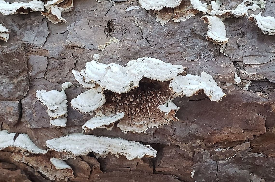 Trichaptum abietinum This is a picture of Trichaptum abietinum at Greenbury Point near Annapolis, Maryland. Geotagged,Spring,Trichaptum abietinum,United States