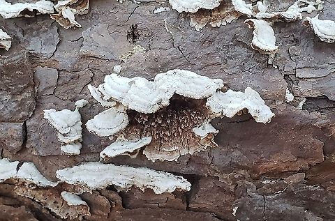 Trichaptum abietinum This is a picture of Trichaptum abietinum at Greenbury Point near Annapolis, Maryland. Geotagged,Spring,Trichaptum abietinum,United States