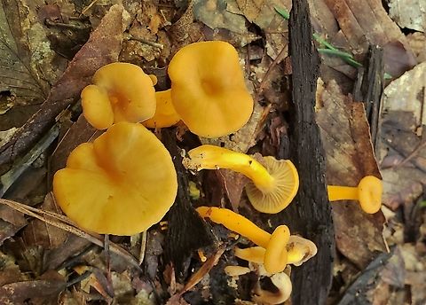 Craterellus ignicolor This is a picture of Craterellus ignicolor on the North Tract of the Patuxent Research Refuge near Fort Meade, Maryland. Craterellus ignicolor,Flame Chanterelle,Geotagged,Summer,United States