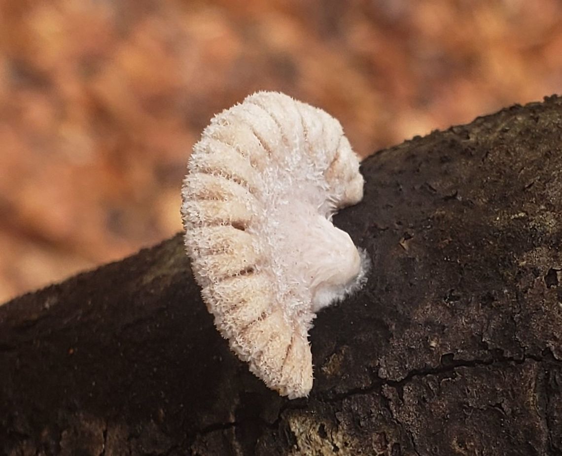 Schizophyllum commune This is a picture of Schizophyllum commune on the North Tract of the Patuxent Research Refuge near Fort Meade, Maryland. Geotagged,Schizophyllum commune,Split gill,Spring,United States