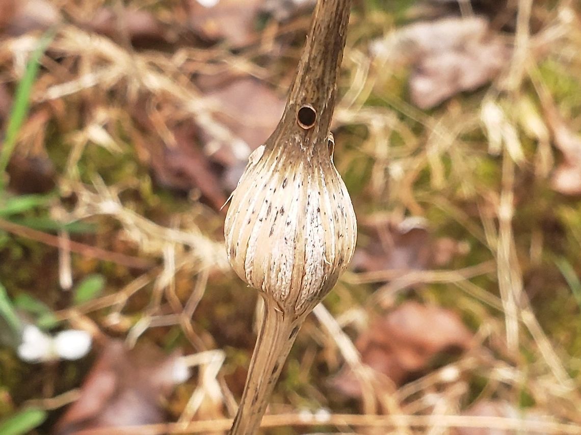 Gnorimoschema gallaesolidaginis This is a picture of Gnorimoschema gallaesolidaginis at Patuxent Ponds Park in Odenton, Maryland. Geotagged,Gnorimoschema gallaesolidaginis,Goldenrod gall moth,Spring,United States