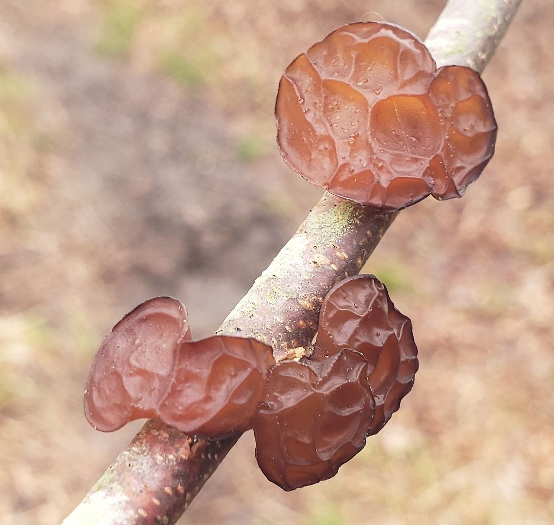 Exidia Crenata This is a picture of exidia crenata at Patuxent Ponds Park in Odenton, Maryland. Exidia crenata,Geotagged,Spring,United States