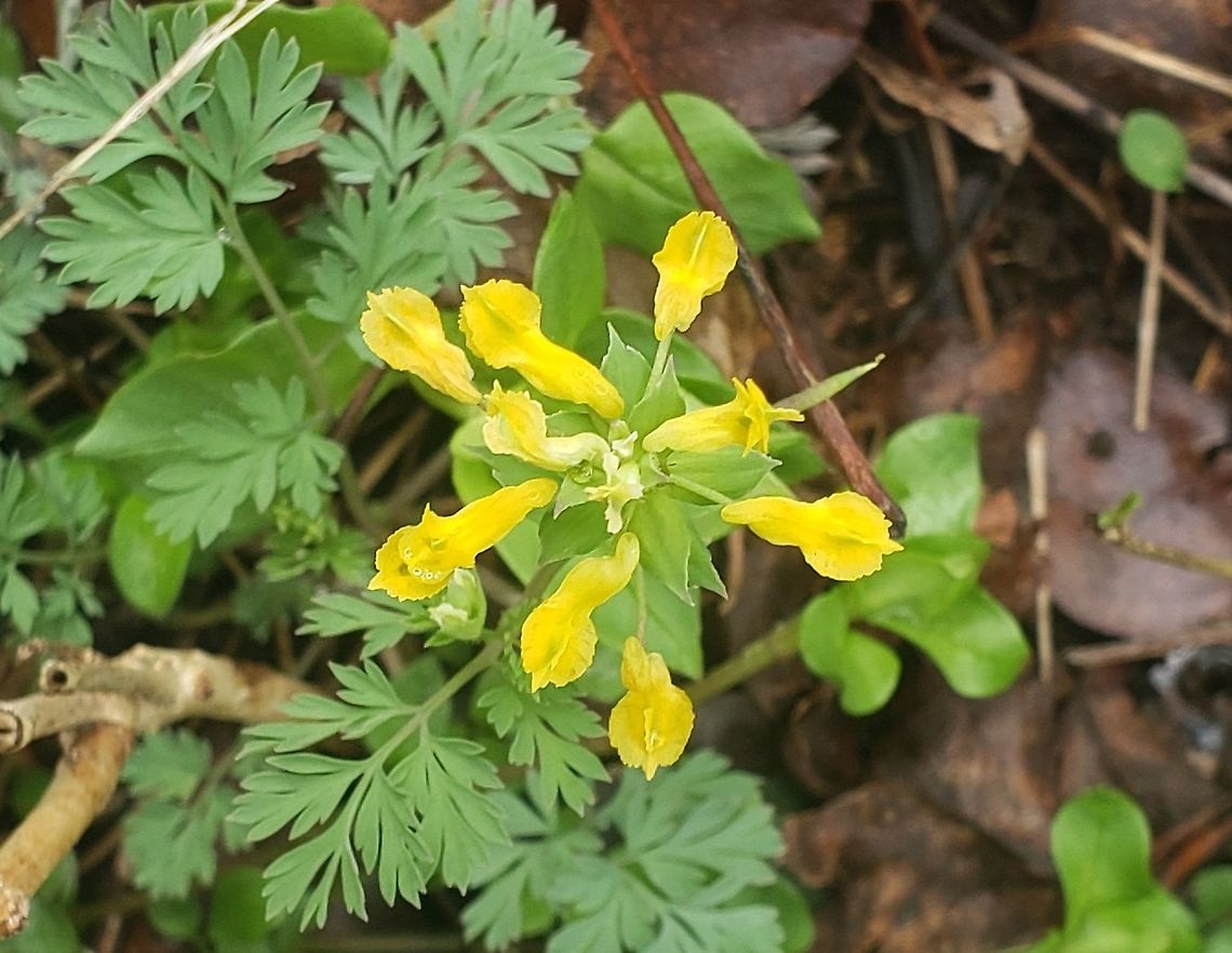 Corydalis flavula This is a picture of Corydalis flavula at Patuxent Ponds Park in Odenton, Maryland. Corydalis flavula,Geotagged,Spring,United States,Yellow fumewort