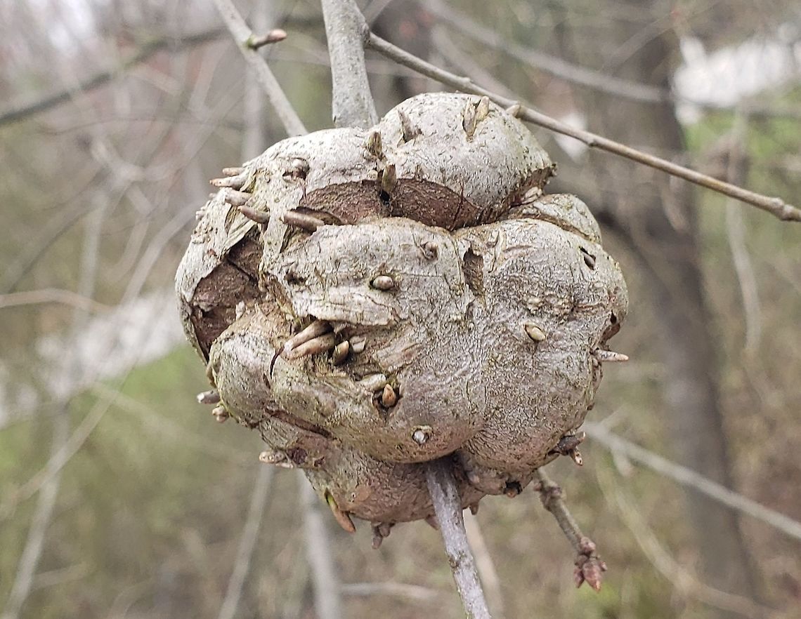 Callirhytis quercuscornigera This is a picture of a Callirhytis quercuscornigera at Downs Park in Pasadena, Maryland. Callirhytis quercuscornigera,Geotagged,Horned Oak Gall Wasp,Spring,United States