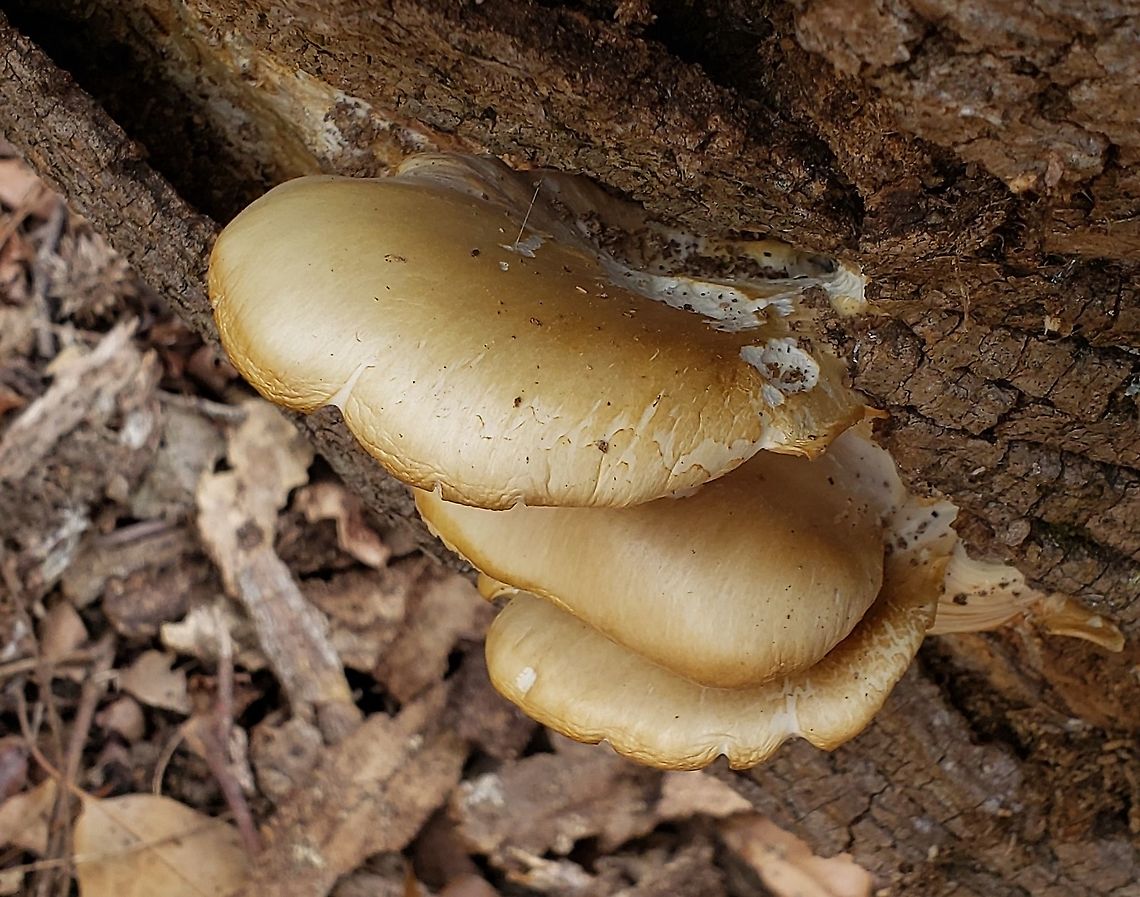 Oyster Mushrooms This is a picture of some Oyster Mushrooms at Downs Park in Pasadena, Maryland. Geotagged,Oyster mushroom,Pleurotus ostreatus,Spring,United States