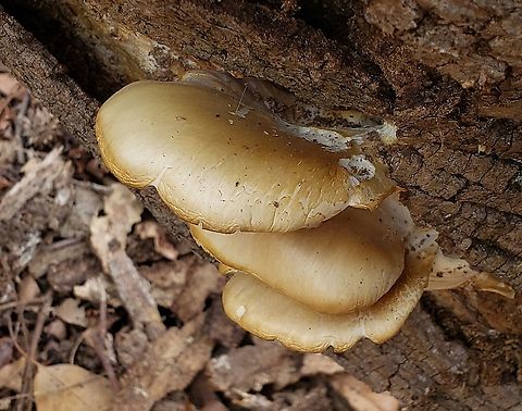 Oyster Mushrooms This is a picture of some Oyster Mushrooms at Downs Park in Pasadena, Maryland. Geotagged,Oyster mushroom,Pleurotus ostreatus,Spring,United States