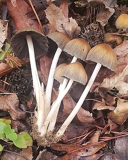 Mica Cap Mushrooms This is a picture of some Mica Cap Mushrooms at Patuxent Ponds Park in Odenton, Maryland. Coprinellus micaceus,Geotagged,Mica Cap,Spring,United States