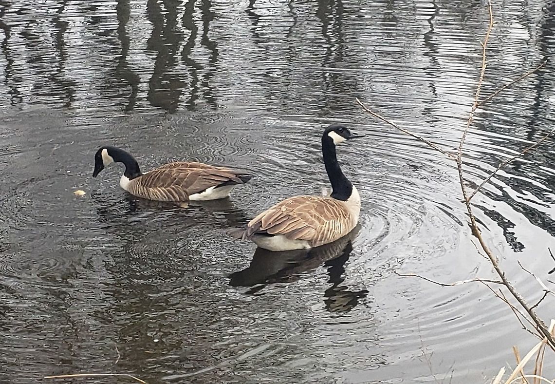 Canada Geese This is a picture of Canada Geese at Downs Park in Pasadena, Maryland. Branta canadensis,Canada goose,Geotagged,Spring,United States