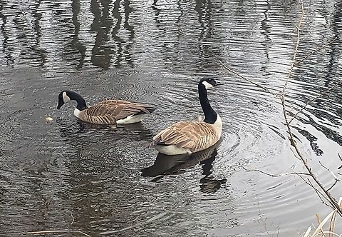 Canada Geese This is a picture of Canada Geese at Downs Park in Pasadena, Maryland. Branta canadensis,Canada goose,Geotagged,Spring,United States