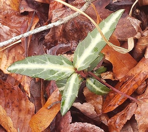 Spotted Wintergreen This is a picture of Spotted Wintergreen at Patuxent Ponds Park in Odenton, Maryland. Chimaphila maculata,Geotagged,Spotted Wintergreen,Spring,United States