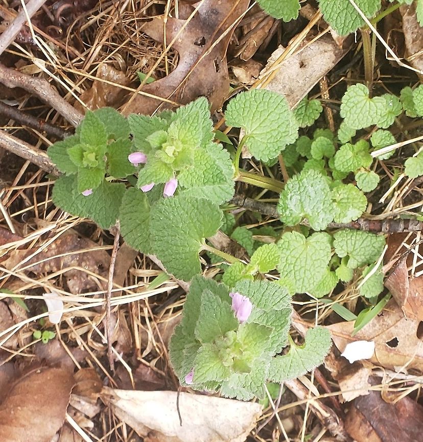 Red Deadnettle This is a picture of Red Deadnettle at Patuxent Ponds Park in Odenton, Maryland. Geotagged,Lamium purpureum,Red Deadnettle,Spring,United States