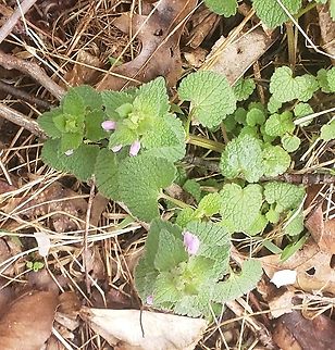 Red Deadnettle This is a picture of Red Deadnettle at Patuxent Ponds Park in Odenton, Maryland. Geotagged,Lamium purpureum,Red Deadnettle,Spring,United States