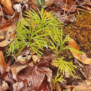 Diphasiastrum digitatum This is a picture of Diphasiastrum digitatum at Patuxent Ponds Park in Odenton, Maryland. Diphasiastrum digitatum,Fan Clubmoss,Geotagged,Spring,United States