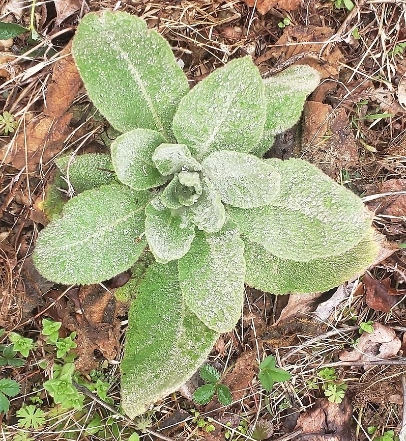 Verbascum thapsus This is a picture of Verbascum thapsus at Patuxent Ponds Park in Odenton, Maryland. Geotagged,Great mullein,Spring,United States,Verbascum thapsus