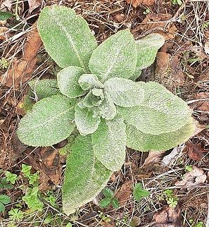 Verbascum thapsus This is a picture of Verbascum thapsus at Patuxent Ponds Park in Odenton, Maryland. Geotagged,Great mullein,Spring,United States,Verbascum thapsus