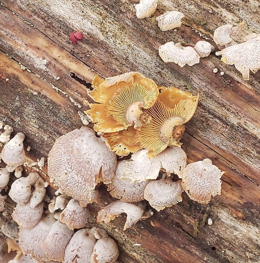 Panellus stipticus This is a picture of Panellus stipticus at Patuxent Ponds Park in Odenton, Maryland. Bitter oyster,Geotagged,Panellus stipticus,Spring,United States