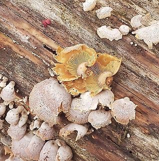 Panellus stipticus This is a picture of Panellus stipticus at Patuxent Ponds Park in Odenton, Maryland. Bitter oyster,Geotagged,Panellus stipticus,Spring,United States