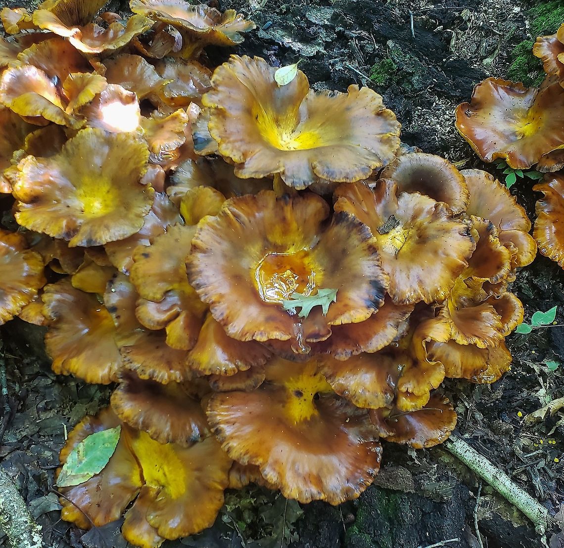 Omphalotus illudens This is a picture of Omphalotus illudens on the North Tract of the Patuxent Research Refuge near Fort Meade, Maryland. Geotagged,Jack O' Lantern Mushroom,Omphalotus illudens,Summer,United States