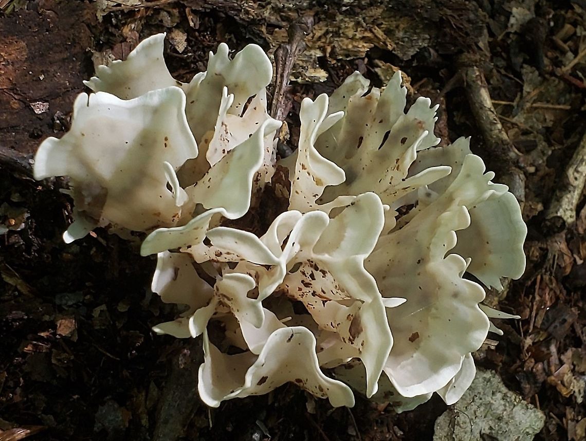 Sparassis spathulata This is a picture of Sparassis spathulata on the North Tract of the Patuxent Research Refuge near Fort Meade, Maryland. Eastern Cauliflower Mushroom,Geotagged,Sparassis spathulata,Summer,United States