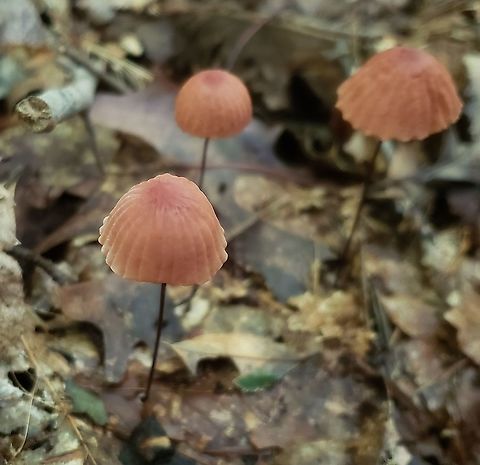 Marasmius siccus This is a picture of Marasmius siccus on the North Tract of the Patuxent Research Refuge near Fort Meade, Maryland.
 Geotagged,Marasmius siccus,Orange Pinwheel,Summer,United States