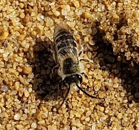 Colletes inaequalis This is a picture of a Colletes inaequalis at Sandy Point State Park near Annapolis, Maryland.
 Colletes inaequalis,Geotagged,Spring,United States