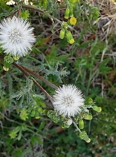 Common Groundel This is a picture of Common Groundsel near Annapolis, Maryland. Common Groundsel,Geotagged,Senecio vulgaris,Spring,United States