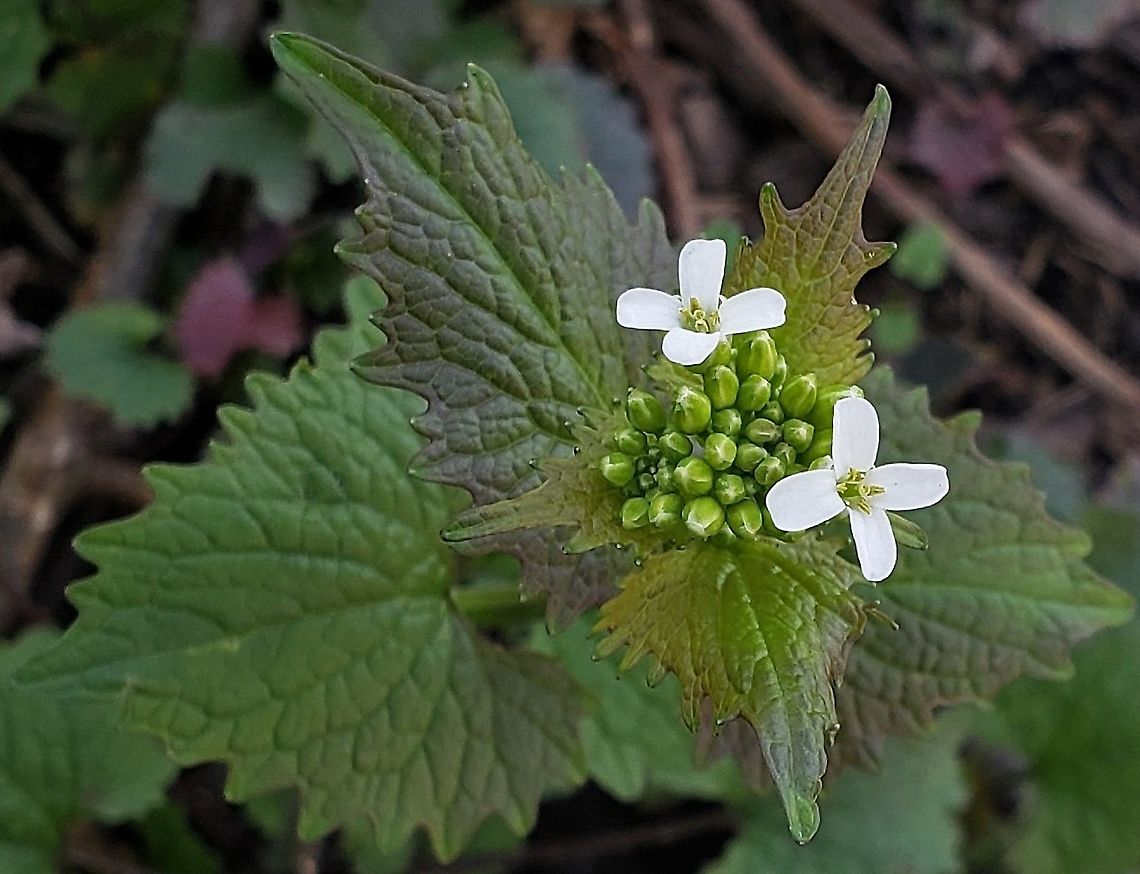 Garlic Mustard This is a picture of Garlic Mustard at Sandy Point State Park near Annapolis, Maryland. Alliaria petiolata,Garlic mustard,Geotagged,Spring,United States