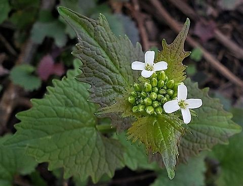 Garlic Mustard This is a picture of Garlic Mustard at Sandy Point State Park near Annapolis, Maryland. Alliaria petiolata,Garlic mustard,Geotagged,Spring,United States
