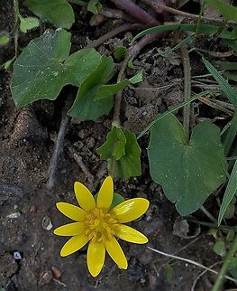 Lesser Celandine This is a picture of Lesser Celandine at Sandy Point State Park near Annapolis, Maryland. Ficaria verna,Geotagged,Lesser celandine,Spring,United States