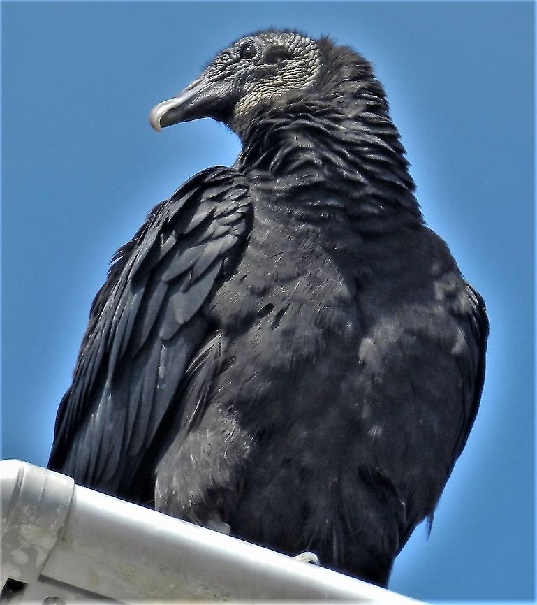 Black Vulture This is a picture of a Black Vulture at Sandy Point State Park near Annapolis, Maryland. Black vulture,Coragyps atratus,Geotagged,Spring,United States