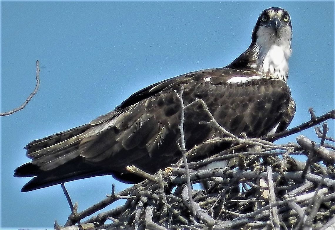 Osprey This is a picture of an Osprey at Sandy Point State Park near Annapolis, Maryland. Geotagged,Osprey,Pandion haliaetus,Spring,United States