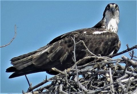 Osprey This is a picture of an Osprey at Sandy Point State Park near Annapolis, Maryland. Geotagged,Osprey,Pandion haliaetus,Spring,United States
