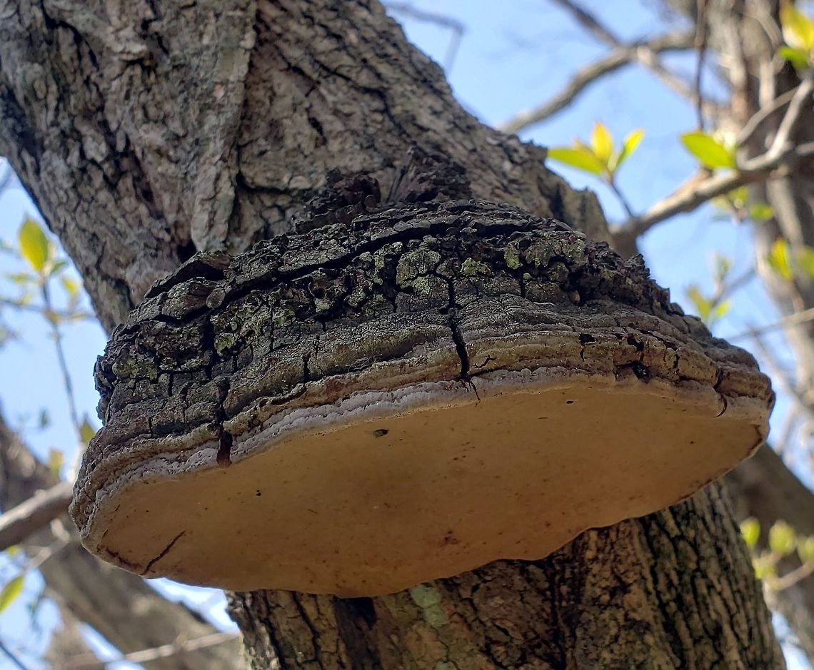 Phellinus robiniae This is a picture of Phellinus robiniae at Sandy Point State Park near Annapolis, Maryland. Geotagged,Phellinus robiniae,Spring,United States
