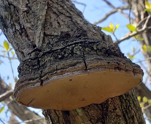 Phellinus robiniae This is a picture of Phellinus robiniae at Sandy Point State Park near Annapolis, Maryland. Geotagged,Phellinus robiniae,Spring,United States