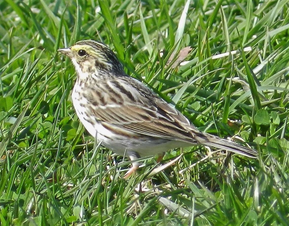 Savannah Sparrow This is a picture of a Savannah Sparrow at Sandy Point State Park near Annapolis, Maryland. Geotagged,Passerculus sandwichensis,Savannah sparrow,Spring,United States