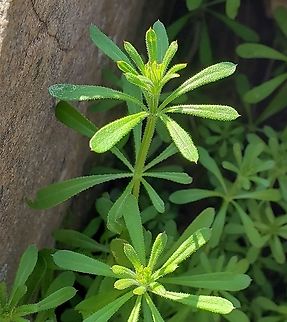 Galium aparine This is a picture of Galium aparine at Sandy Point State Park near Annapolis, Maryland. Cleavers,Galium aparine,Geotagged,Spring,United States