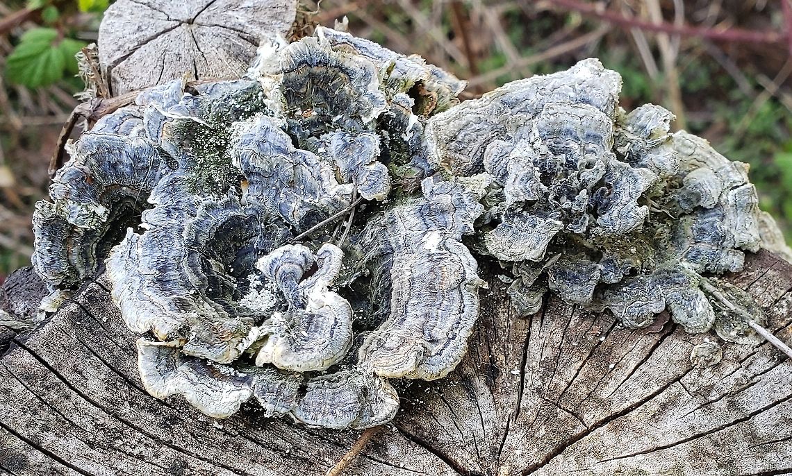 Turkey Tail This is a picture of Turkey Tail at Sandy Point State Park near Annapolis, Maryland. Geotagged,Spring,Trametes versicolor,Turkey Tail,United States