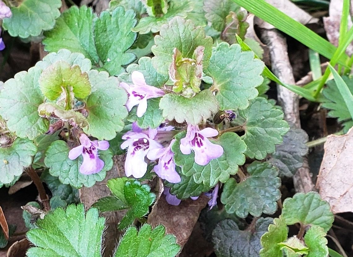Ground Ivy This is a picture of Ground Ivy at Sandy Point State Park near Annapolis, Maryland. Creeping charlie,Geotagged,Glechoma hederacea,Spring,United States