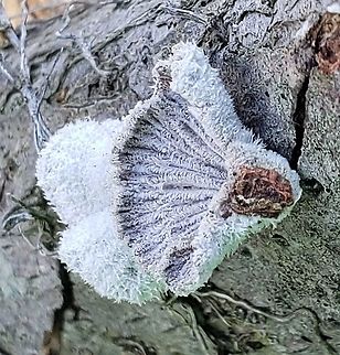 Schizophyllum commune This is a picture of  Schizophyllum commune at Sandy Point State Park near Annapolis, Maryland. Geotagged,Schizophyllum commune,Spring,United States