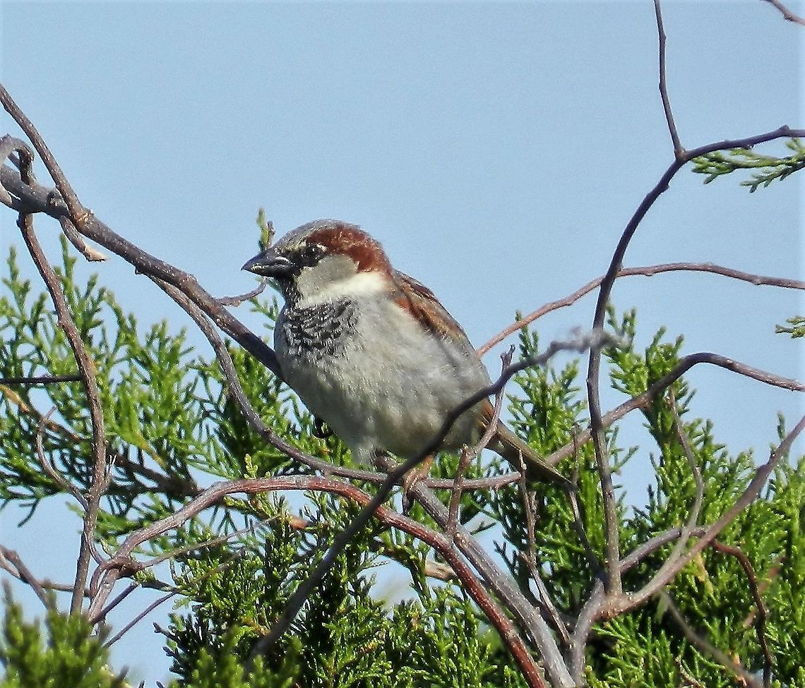 House Sparrow This is a picture of a House Sparrow at Sandy Point State Park near Annapolis, Maryland. Geotagged,House sparrow,Passer domesticus,Spring,United States