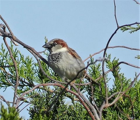 House Sparrow This is a picture of a House Sparrow at Sandy Point State Park near Annapolis, Maryland. Geotagged,House sparrow,Passer domesticus,Spring,United States