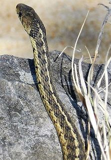 Thamnophis sirtalis This is a picture of a Thamnophis sirtalis at Sandy Point State Park near Annapolis, Maryland. Common Garter Snake,Geotagged,Spring,Thamnophis sirtalis,United States