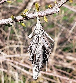 Evergreen Bagworm Moth This is a picture of an Evergreen Bagworm Moth at Sandy Point State Park near Annapolis, Maryland. Evergreen bagworm,Geotagged,Spring,Thyridopteryx ephemeraeformis,United States